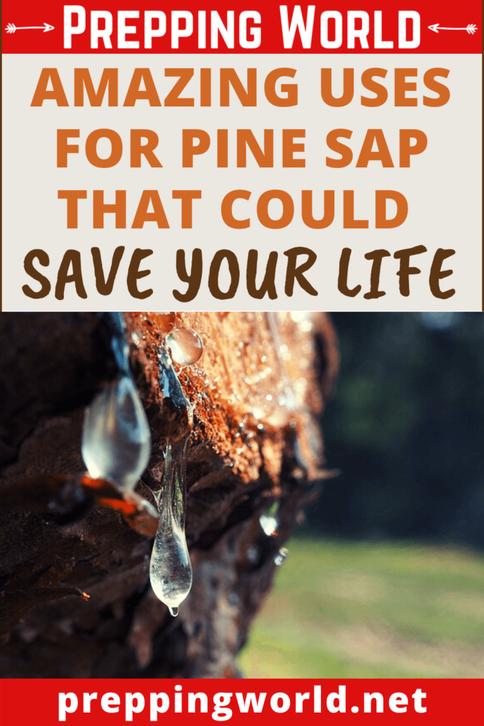 survival uses of pine sap