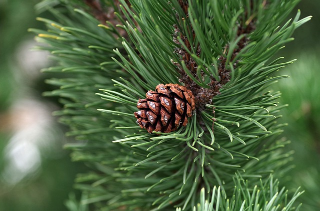 pine sap as food