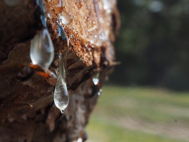 how to use pine sap