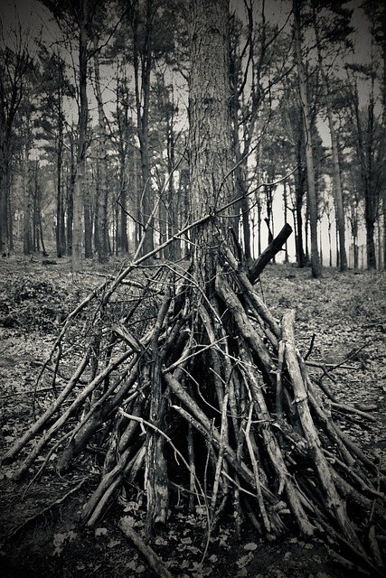 building a shelter with pine sap