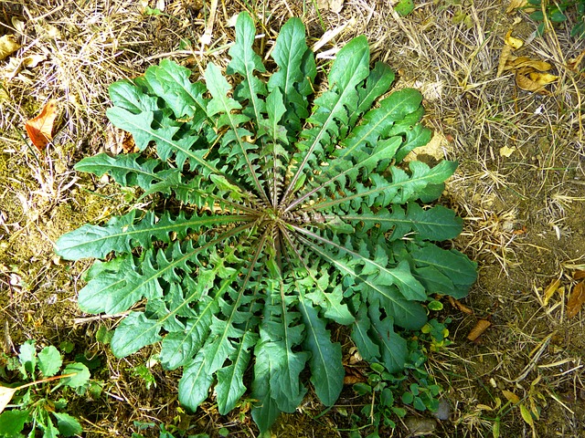 dandelion plant