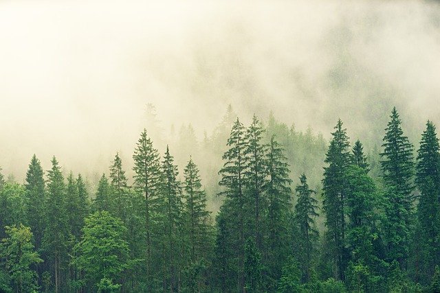 using trees as a shelter